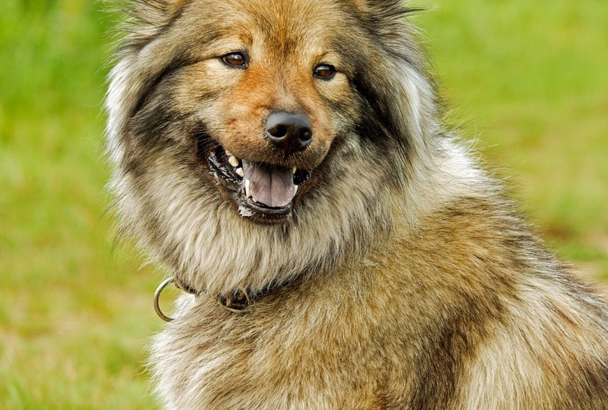 7 razones para adoptar a un perro anciano según César Millán |