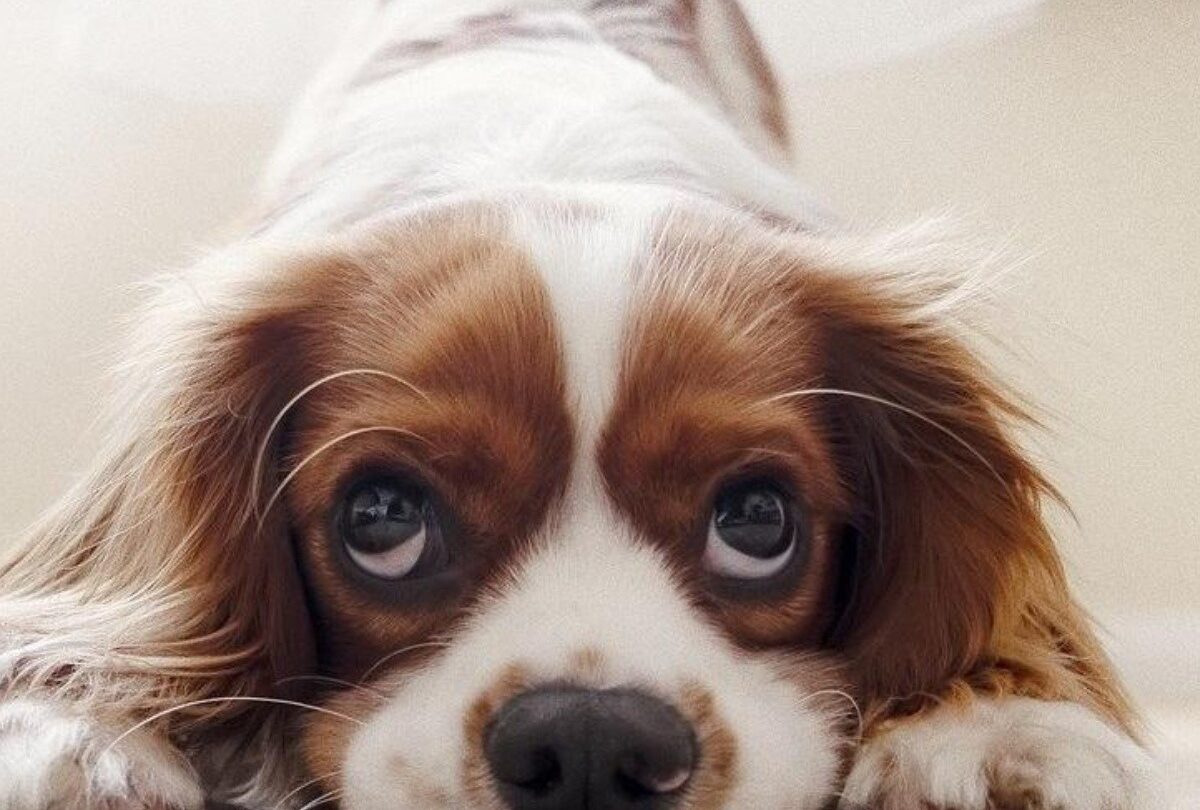 7 razones por las que los perros lamen sus patas más de lo normal |