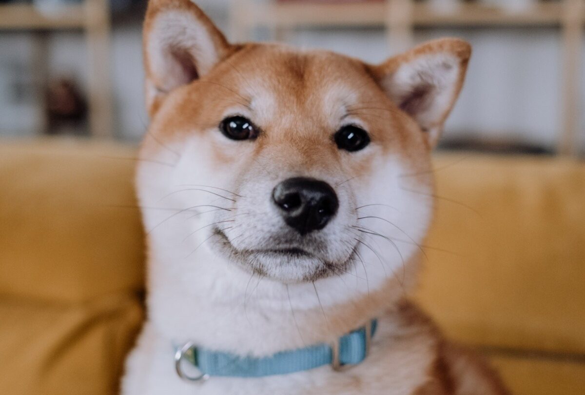 8 datos interesantes del perro Shiba Inu que tal vez no sabías |