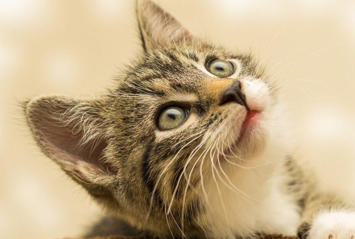 9 aspectos que ayudan a saber si un gatito está saludable |