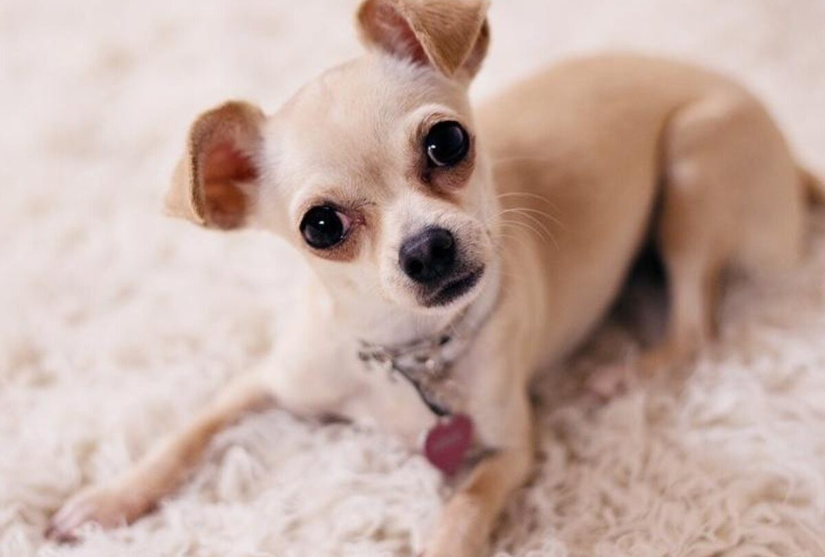 9 datos que quizás no conocías sobre los perros Chihuahueños |