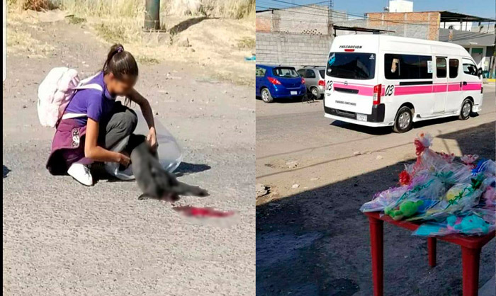 #Morelia Conductor De Combi Atropella A Perrito De Una Niña Y Se Va Riendo