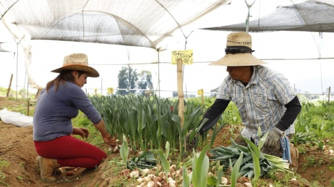 ¡YA ESTÁN LISTOS FLORICULTORES MEXIQUENSES PARA EL MES DEL AMOR Y LA AMISTAD! ALFREDO DEL MAZO ENTEGA REHABILITACIÓN DE LA UNIDA…