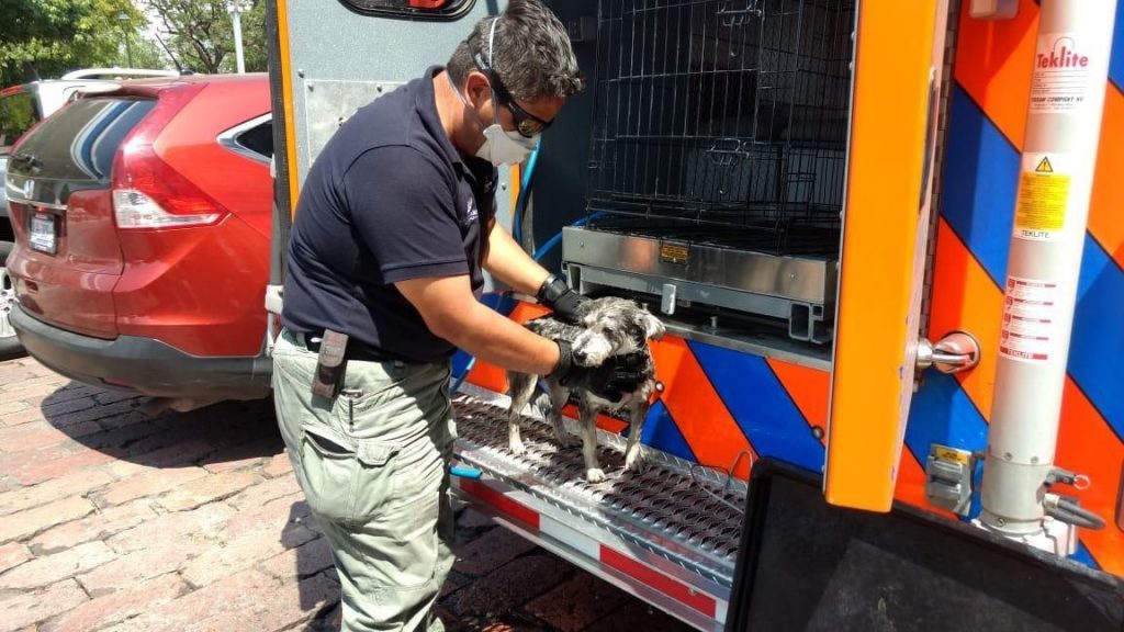 Municipio de Querétaro realizará primer Foro de Bienestar Animal y Salud Pública