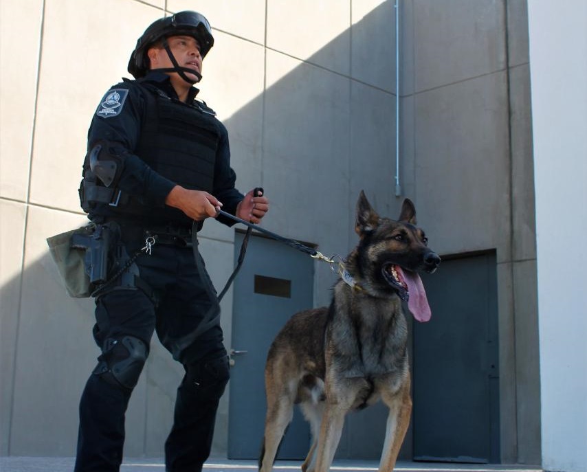 Querétaro cuenta con Unidad K-9 para detectar narcóticos