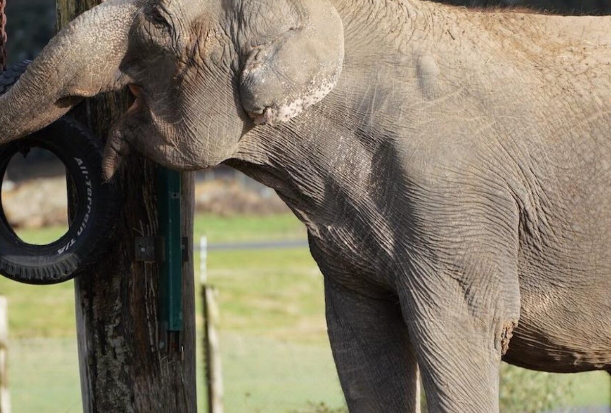 Anne la elefante que lleva 20 años sin conocer otros elefantes |