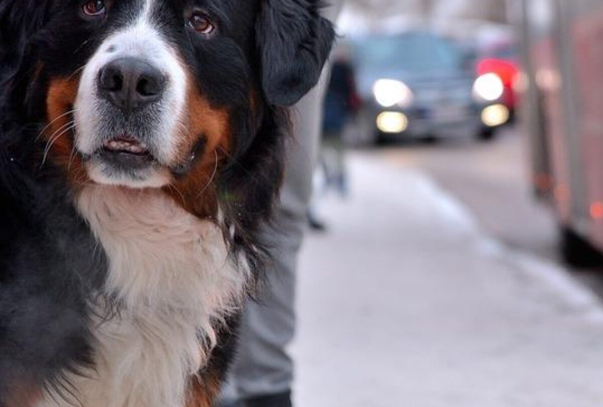 Cómo viajar con tu mascota en autobús Todo lo que hay que saber |