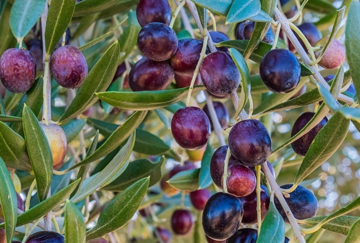 Beneficios del aceite de oliva bajar de peso es uno de ellos |