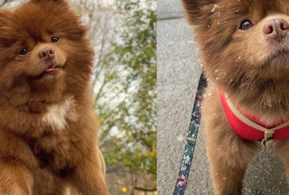 Perrito es abandonado porque era muy grande y luego se vuelve famoso |