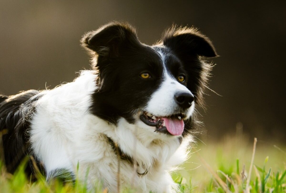 Las 10 razas de perros más inteligentes del mundo según César Millán |