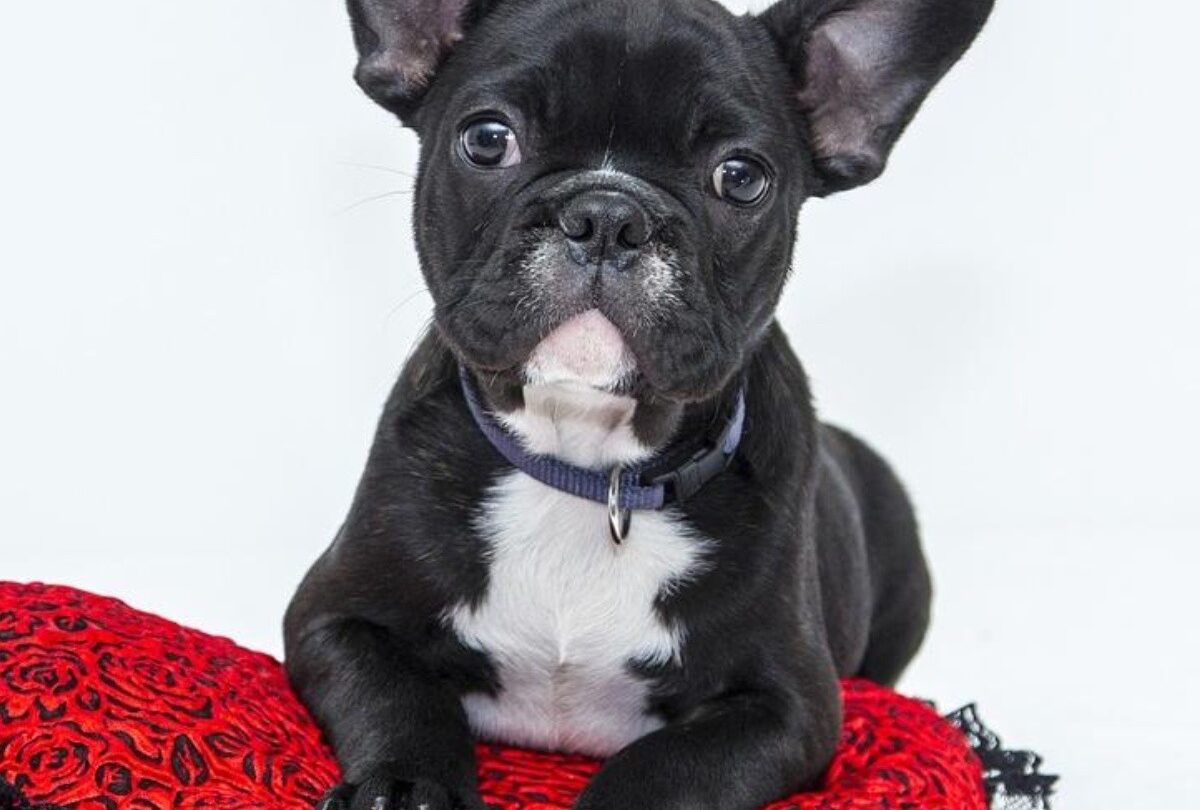 7 Consejos de cómo tratar a un cachorro recién llegado a casa |