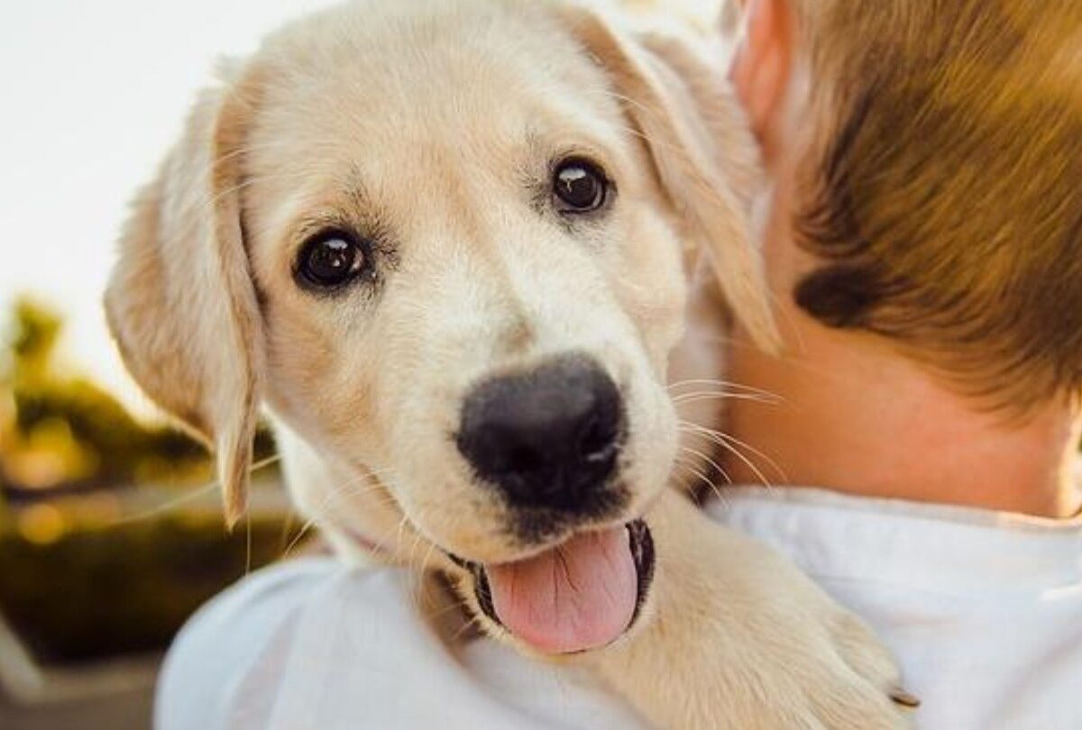 Cannabis ayuda a perros a ser menos agresivos según estudio |