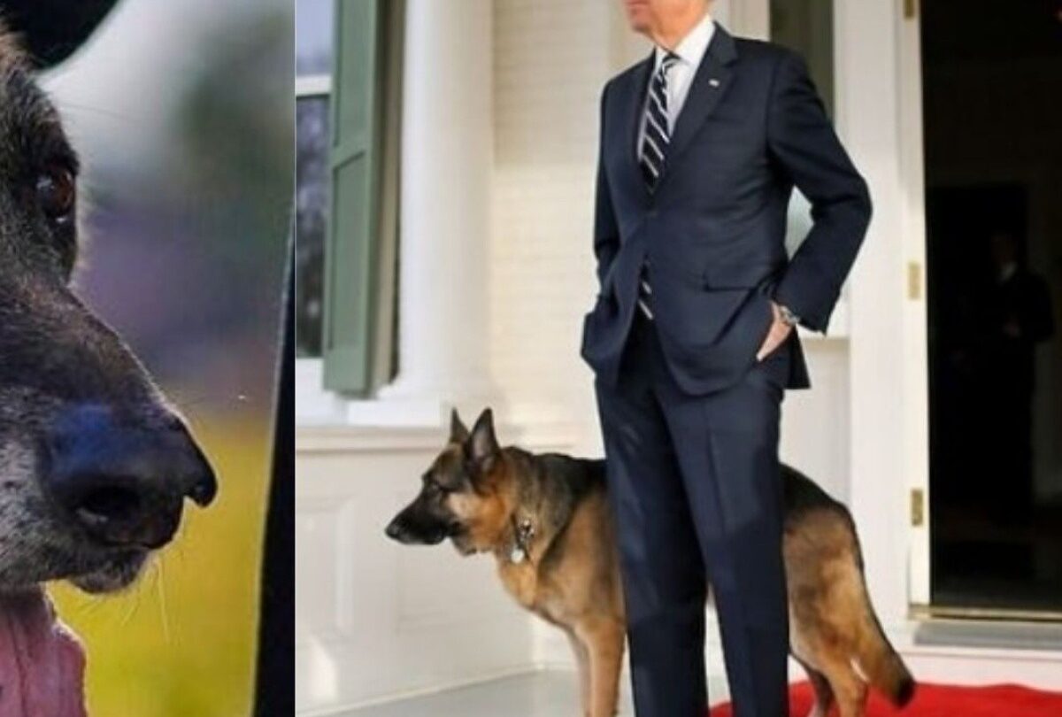 Noticiero estadounidense se burla de Champ el perro del presidente Joe Biden |
