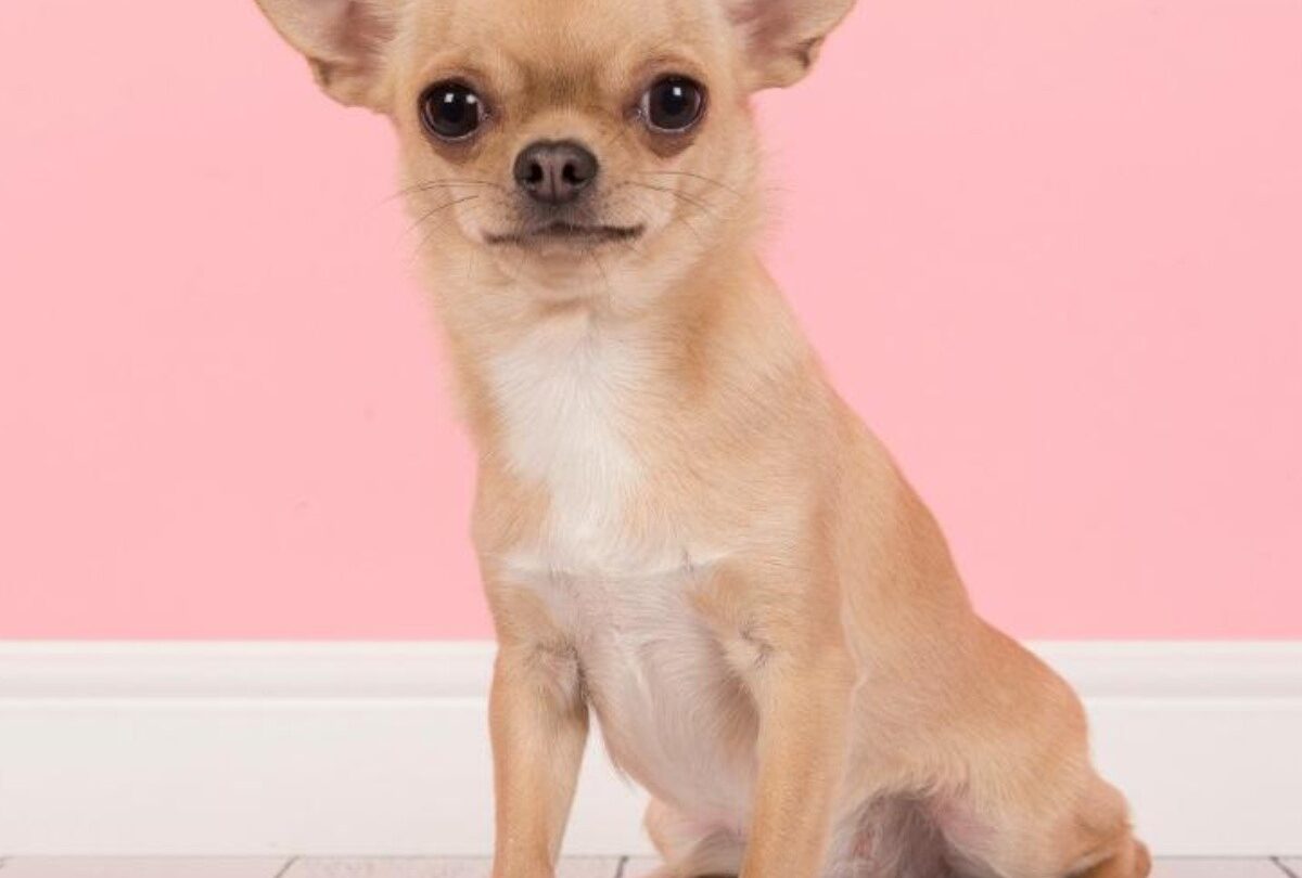 Chihuahua cabeza de manzana características que los distinguen |