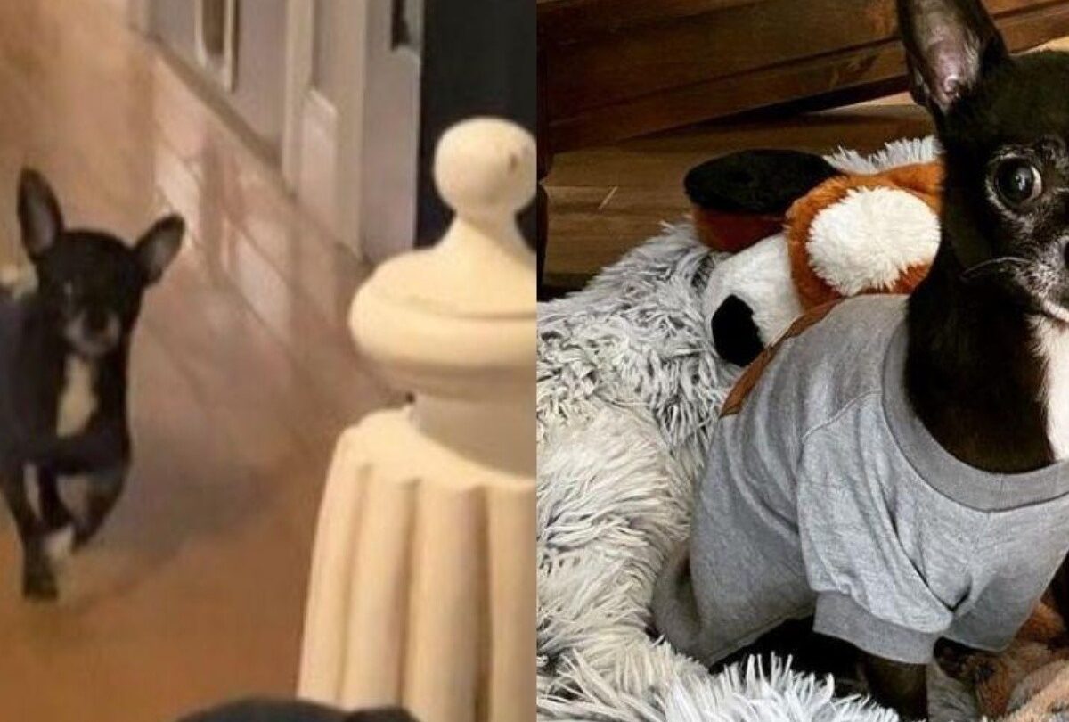 Chihuahua rescatado se hace viral por su forma de caminar |