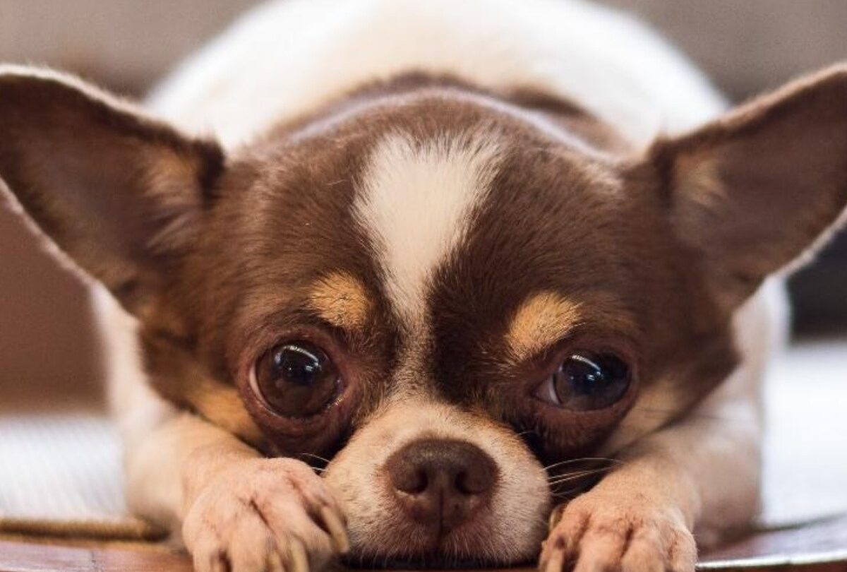 7 posibles razones por las que los perros Chihuahueños tiemblan |
