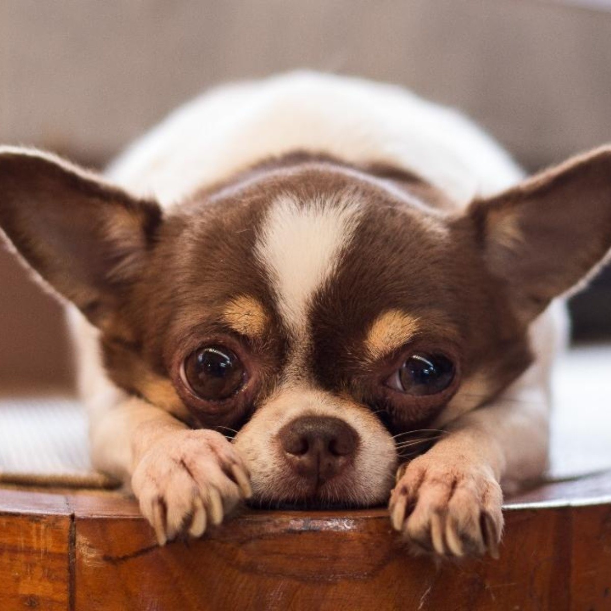 7 posibles razones por las que los perros Chihuahueños tiemblan