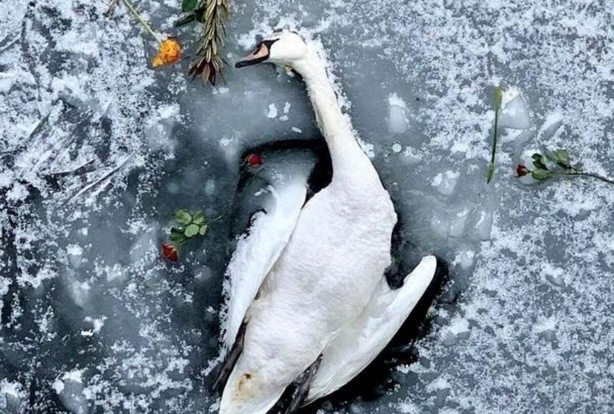 Cisne muere congelado en un río de Alemania y le llevan flores |