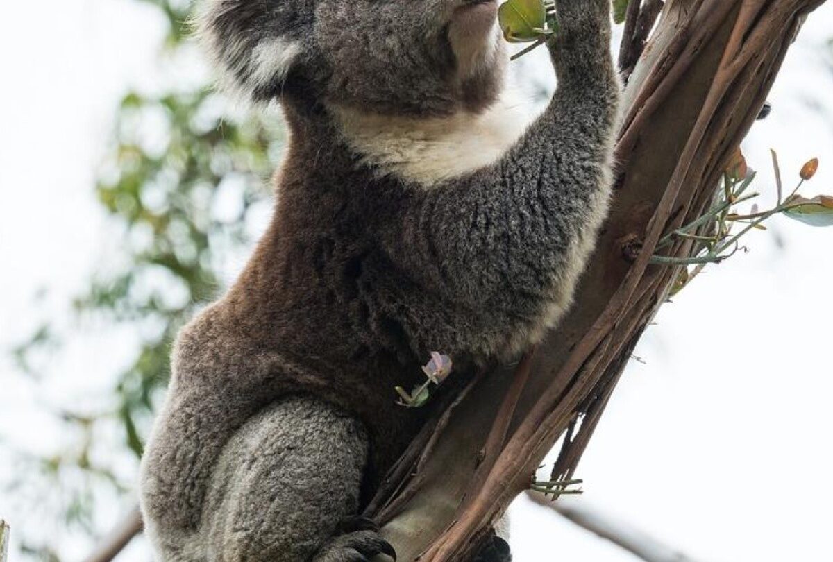 10 animales que se alimentan de plantas exóticos y campestres |