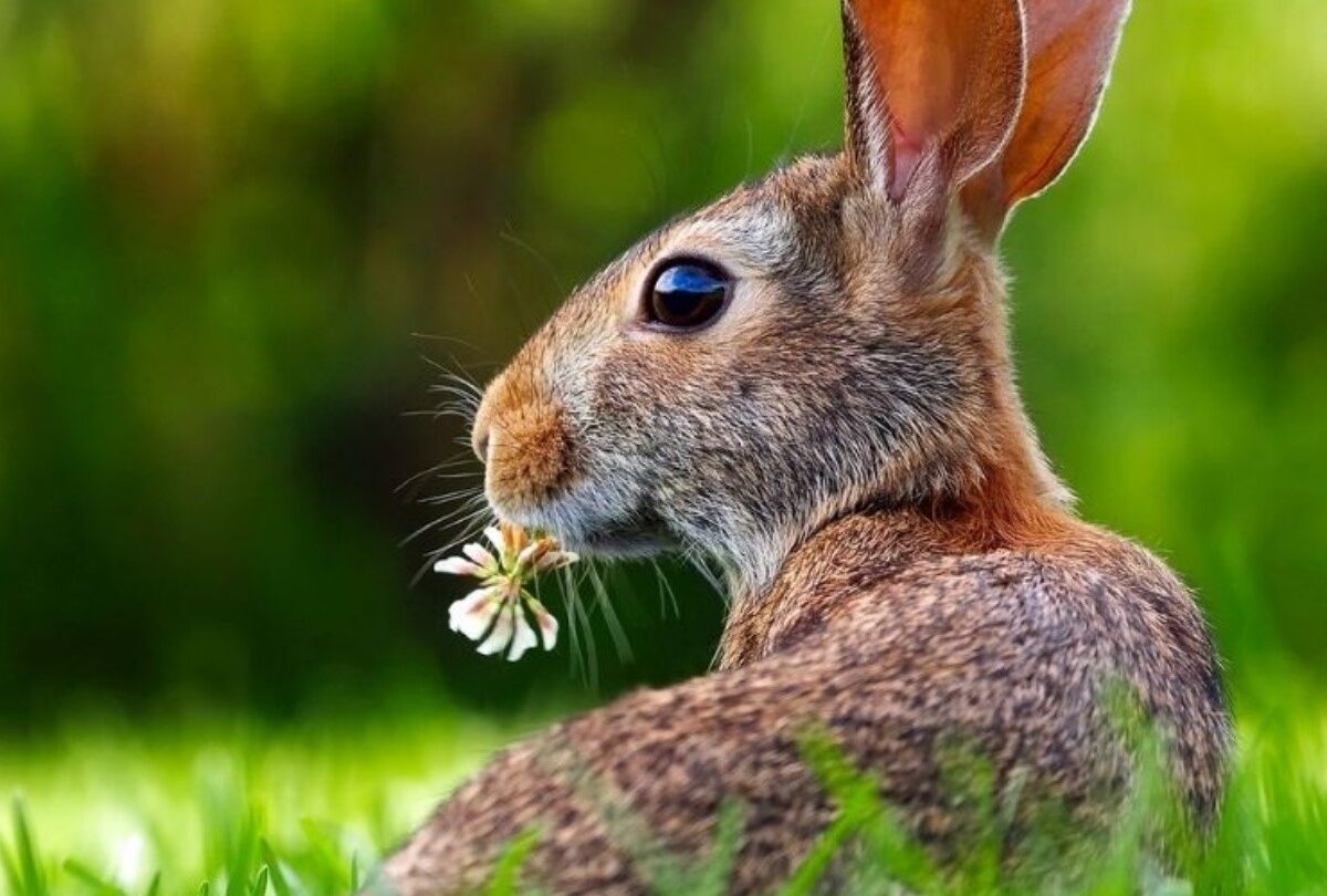 Conoce sobre la personalidad del signo Conejo en el horóscopo chino |
