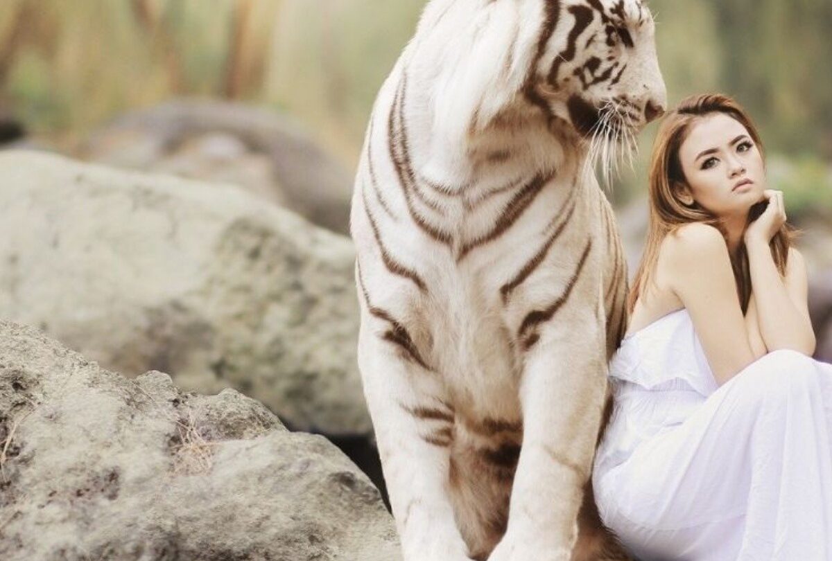 Conoce sobre la personalidad del signo Tigre en el horóscopo chino |