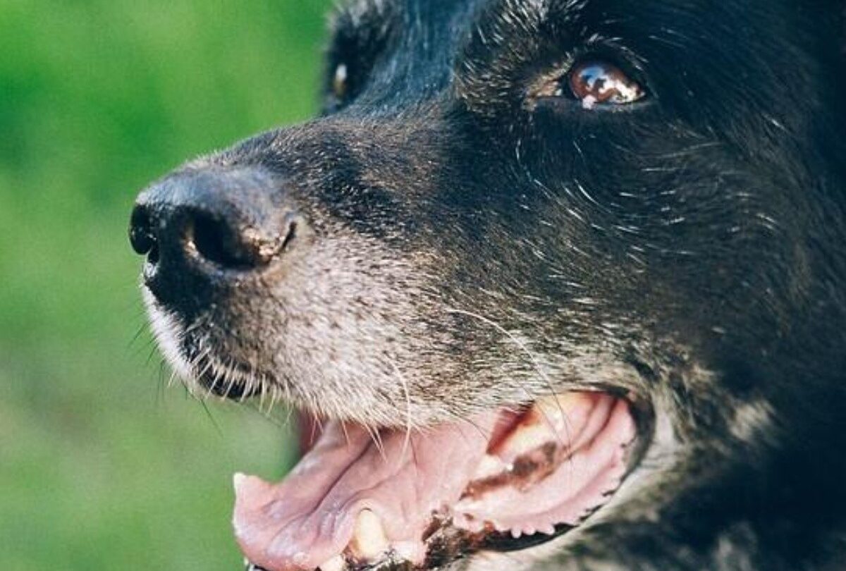 Consejos sobre cómo alimentar correctamente a un perro anciano |