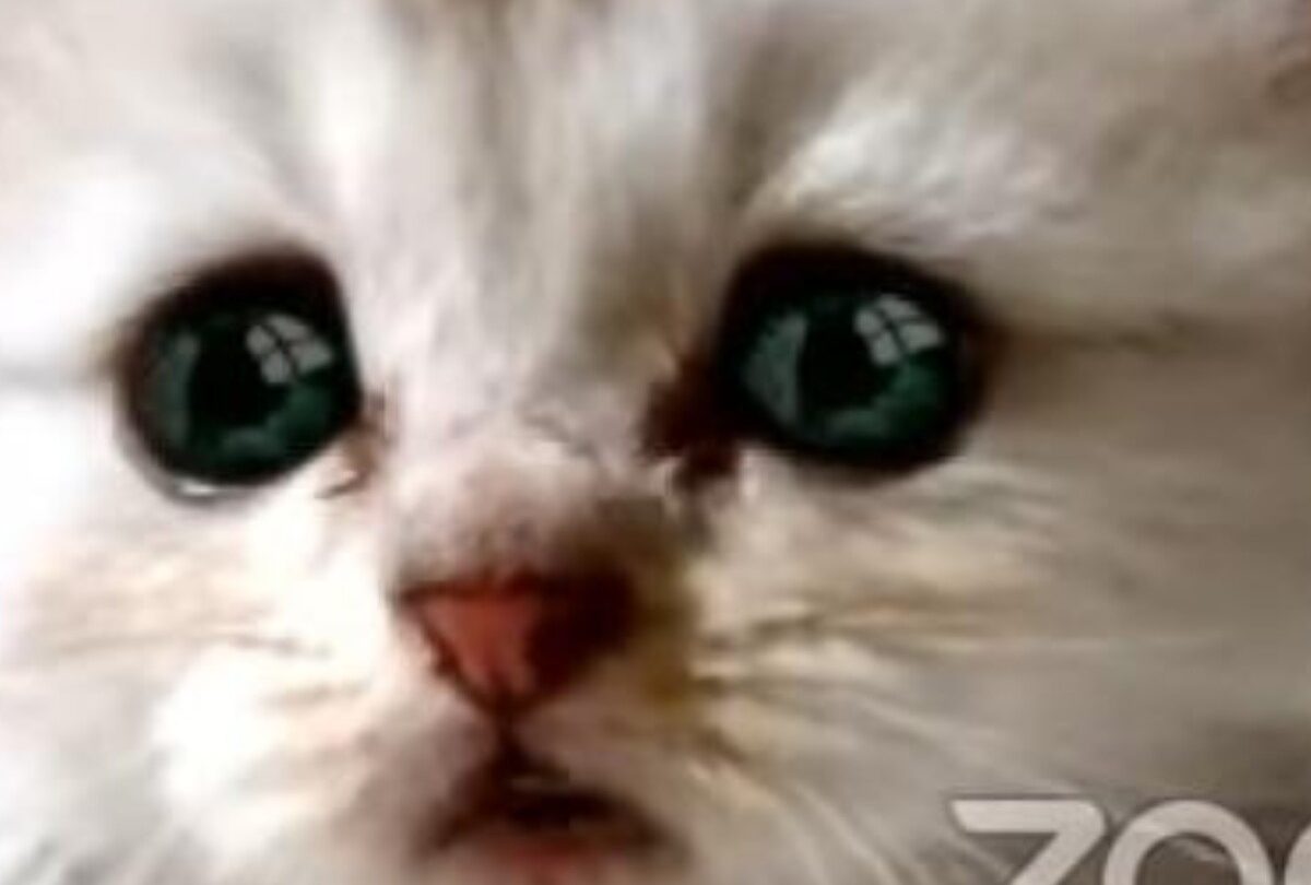 Cómo activar el filtro de gatito que utilizó el abogado en Zoom |