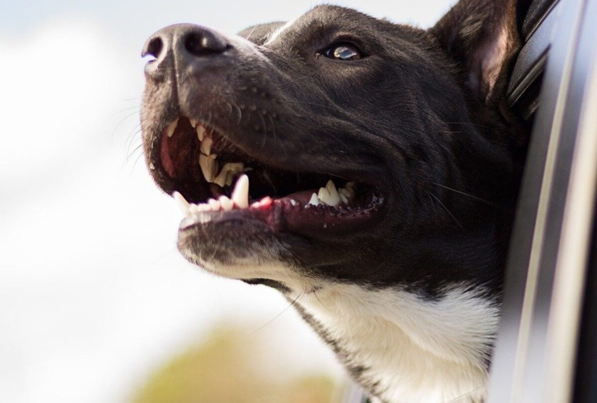 Cómo entrenar a un perro para que pueda viajar en automóvil |