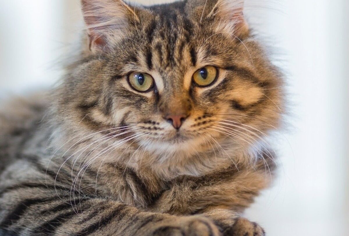 Cómo identificar si un gato padece de parásitos y cómo prevenirlos |