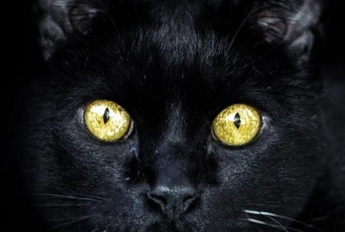 Nombres para gatitos de la serie Dark para macho y para hembra |