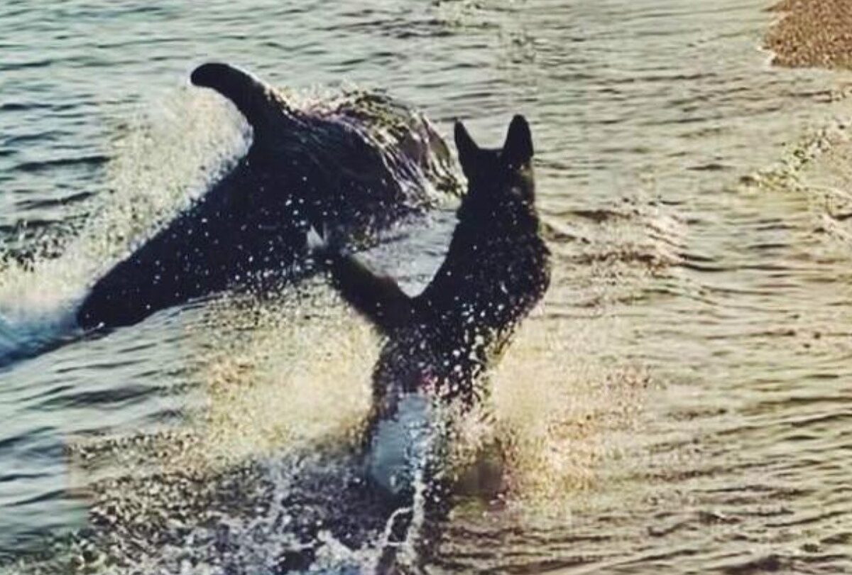Delfín y perro se hacen amigos en la orilla de la playa en Rusia |