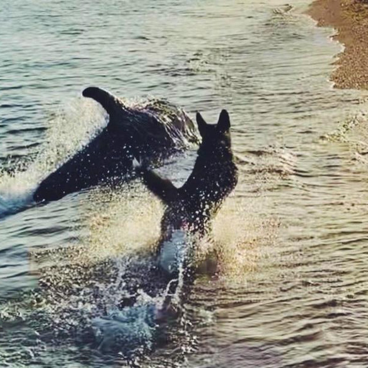 Delfín y perro se hacen amigos en la orilla de la playa en Rusia