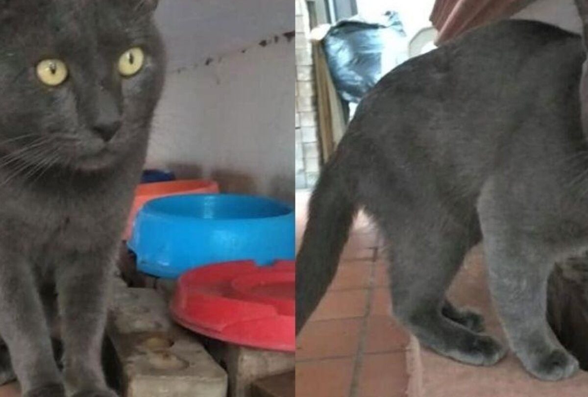 Descubren a gatito con una doble vida otro hogar y otros dueños |