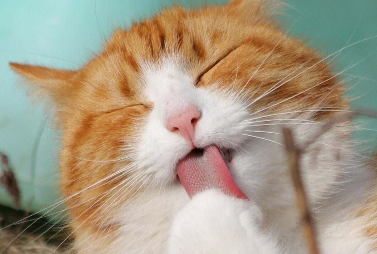 Día internacional del gato por qué se celebra cada 20 de febrero |