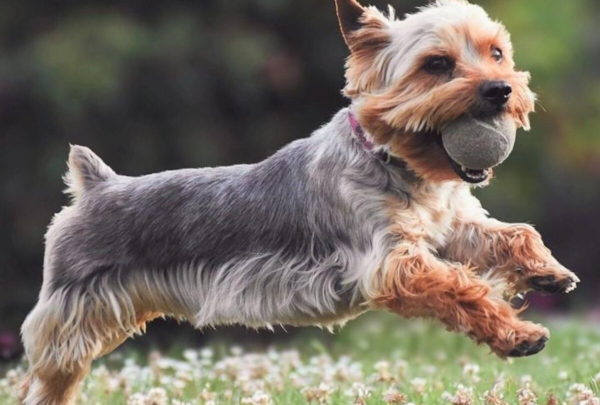 50 nombres para perros inspirados en superhéroes y personajes de cómics |