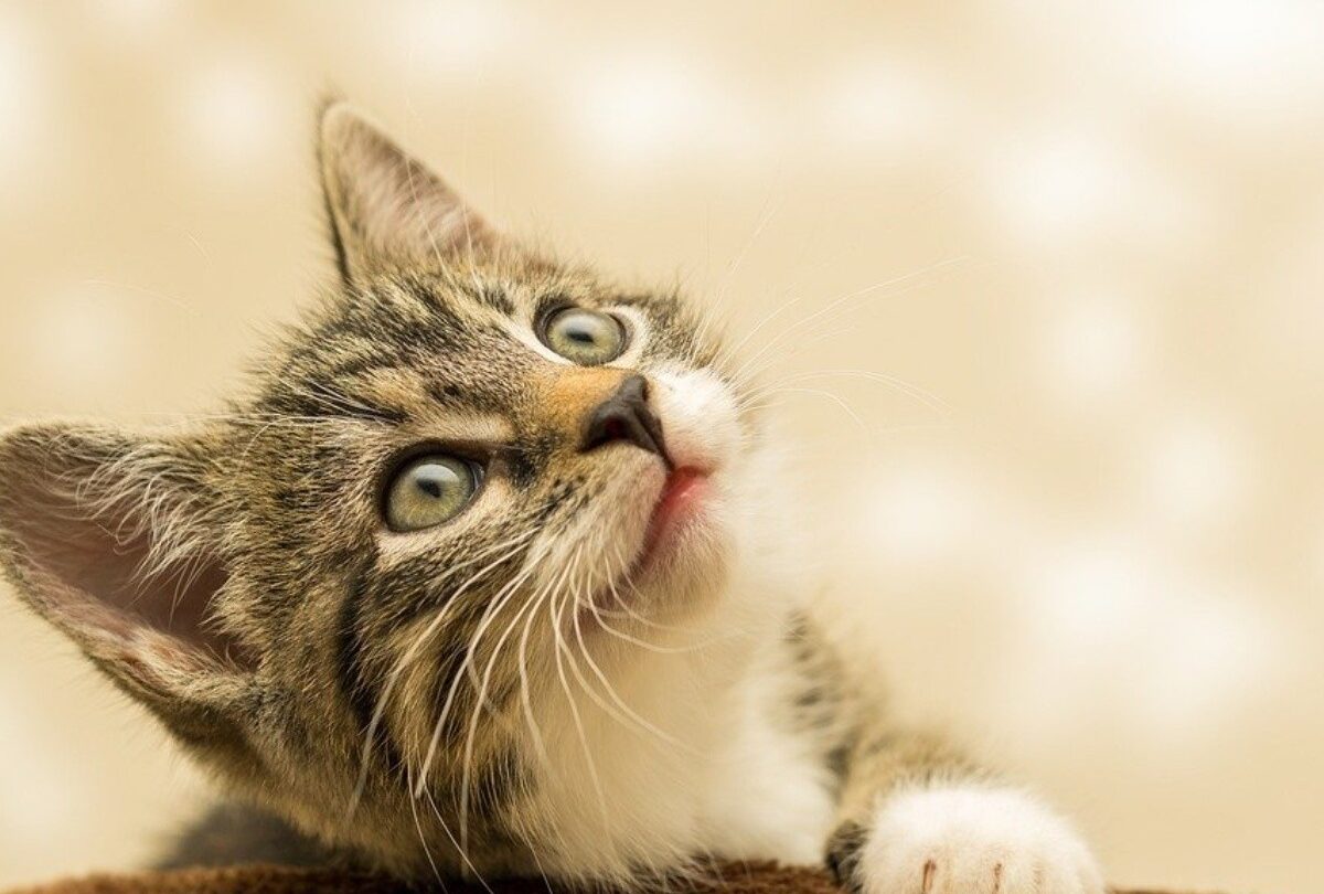 Día Internacional del Gato Tener uno en casa disminuye el estrés y la ansiedad |