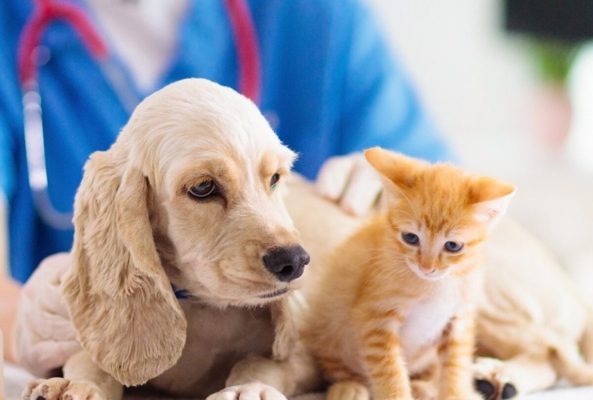 Por qué debes esterilizar a tu perro o gato según los expertos |