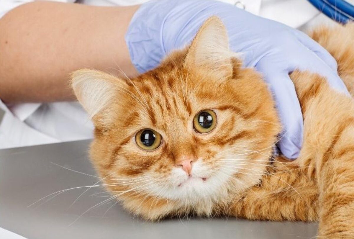 Campaña gratuita de esterilización de gatos en México en febrero |
