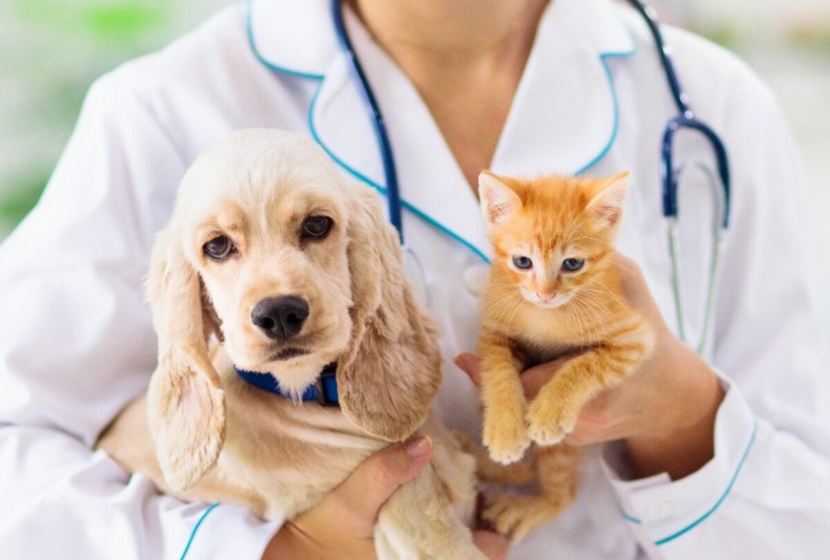 Mitos y verdades sobre la esterilización o castración en perros y gatos |