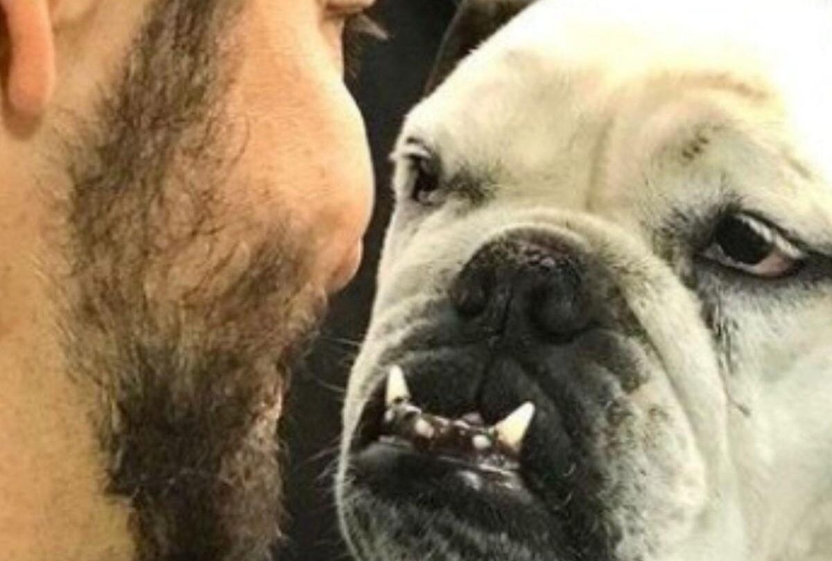 Fiona la perrita Bulldog que Eugenio Derbez ama con locura |