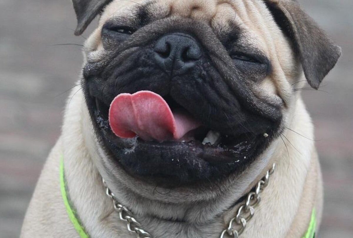 10 características que te indican que un perro Pug es original |