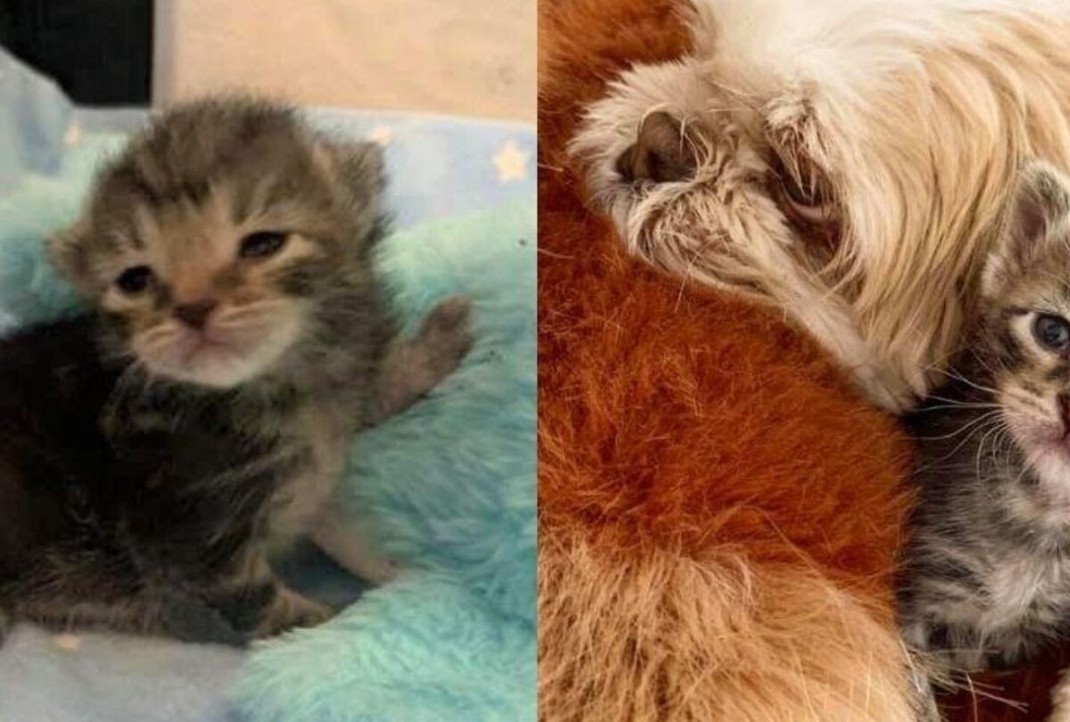 Gatita de 3 patas sobrevive a peligrosa cirugía un perro la cuida |