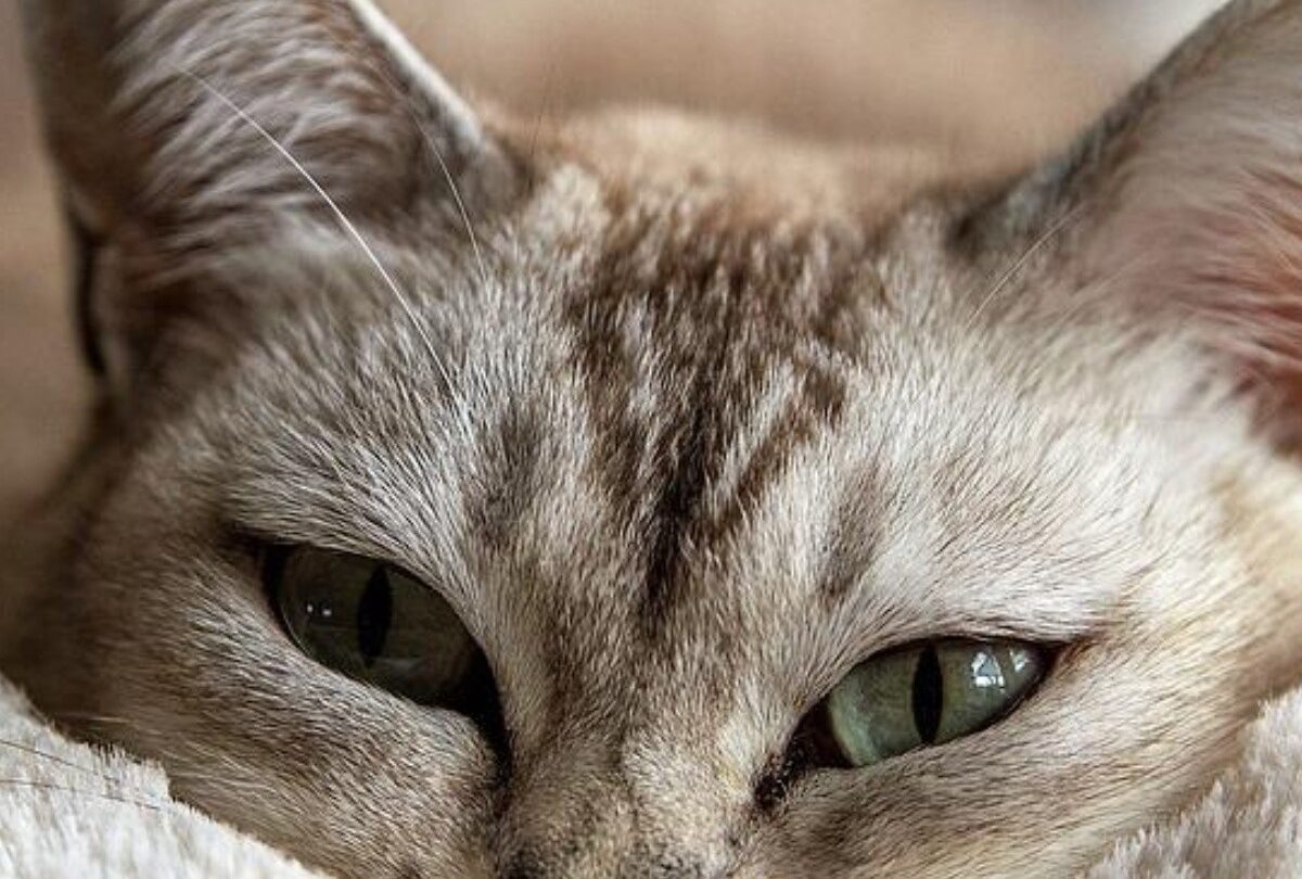 Cómo saber si mi gatita está embarazada 5 formas de detectarlo |