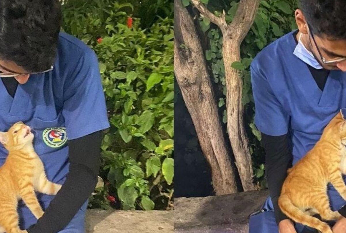Gatito callejero abraza y consuela a un enfermero cansado |