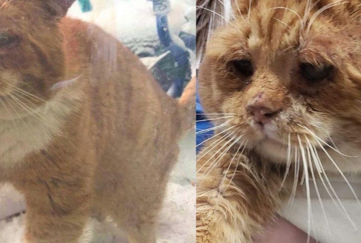 Gatito callejero toca la puerta de una mujer para pedir ayuda |