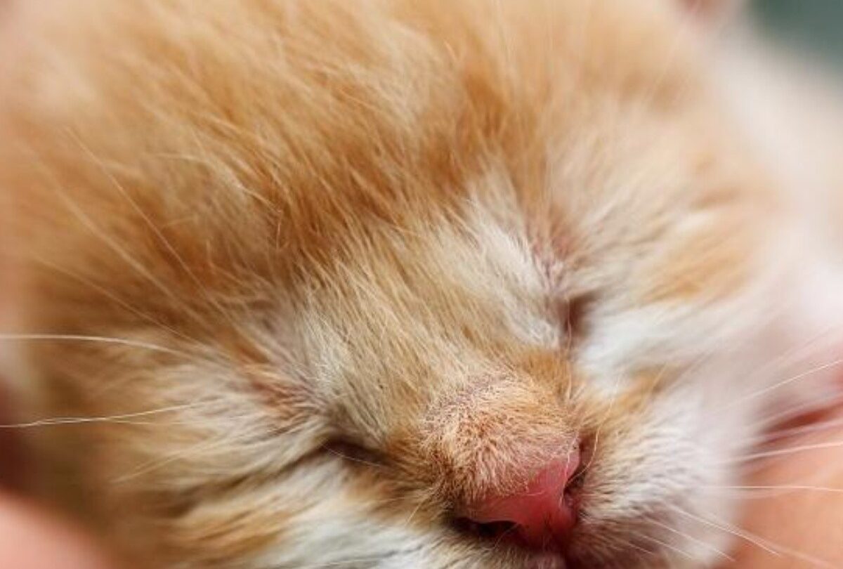 Cómo alimentar y criar a gatitos recién nacidos sin su madre |