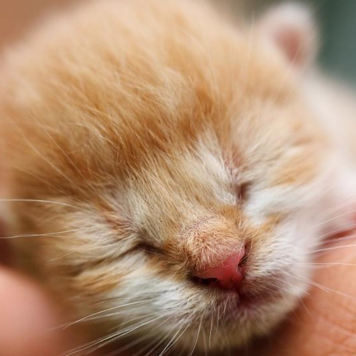 Cómo alimentar y criar a gatitos recién nacidos sin su madre