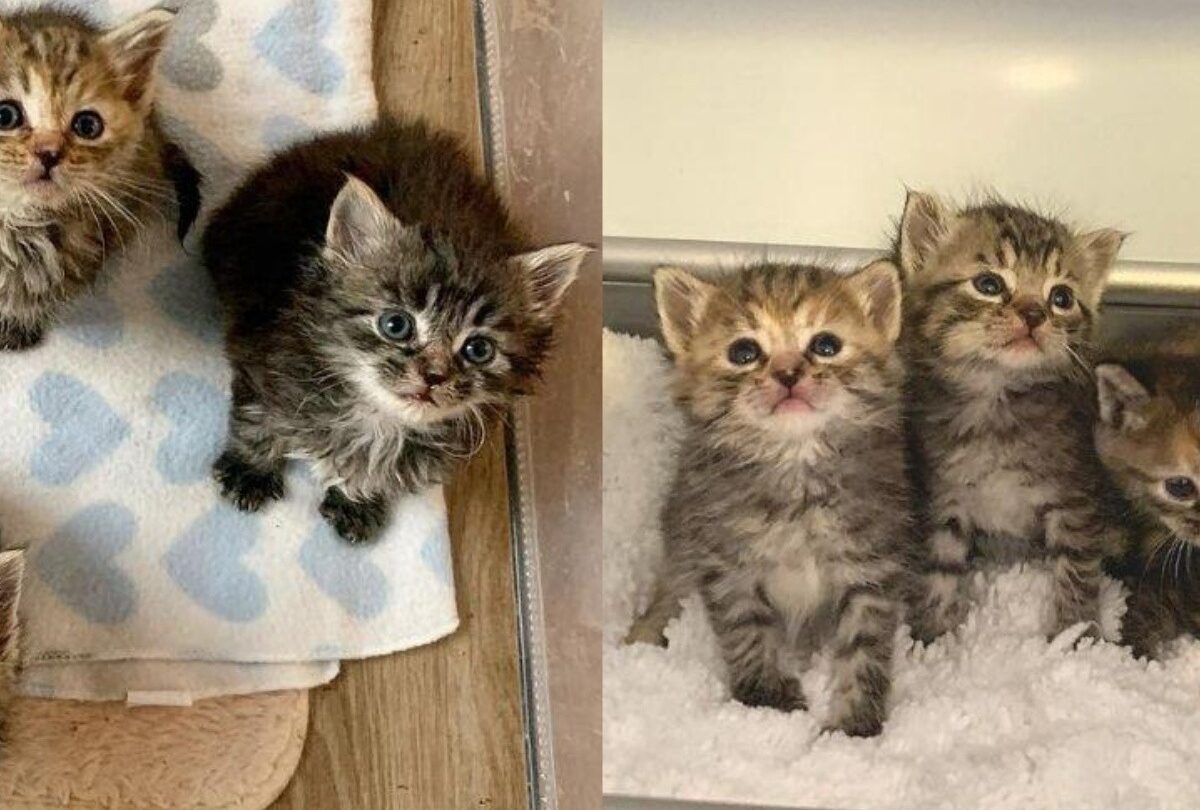Rescatan a 4 gatitos de morir congelados y ahora viven felices |