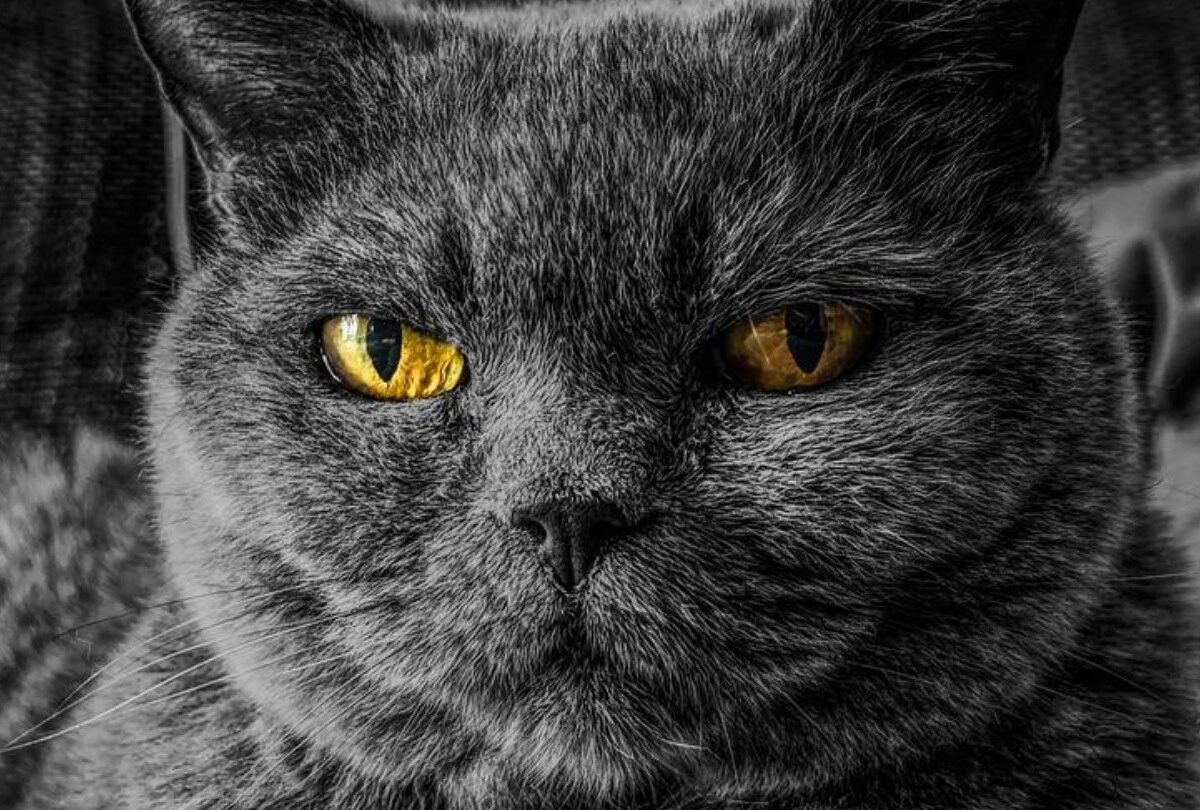 Qué es la ailurofobia y qué tiene que ver con el miedo a los gatos |