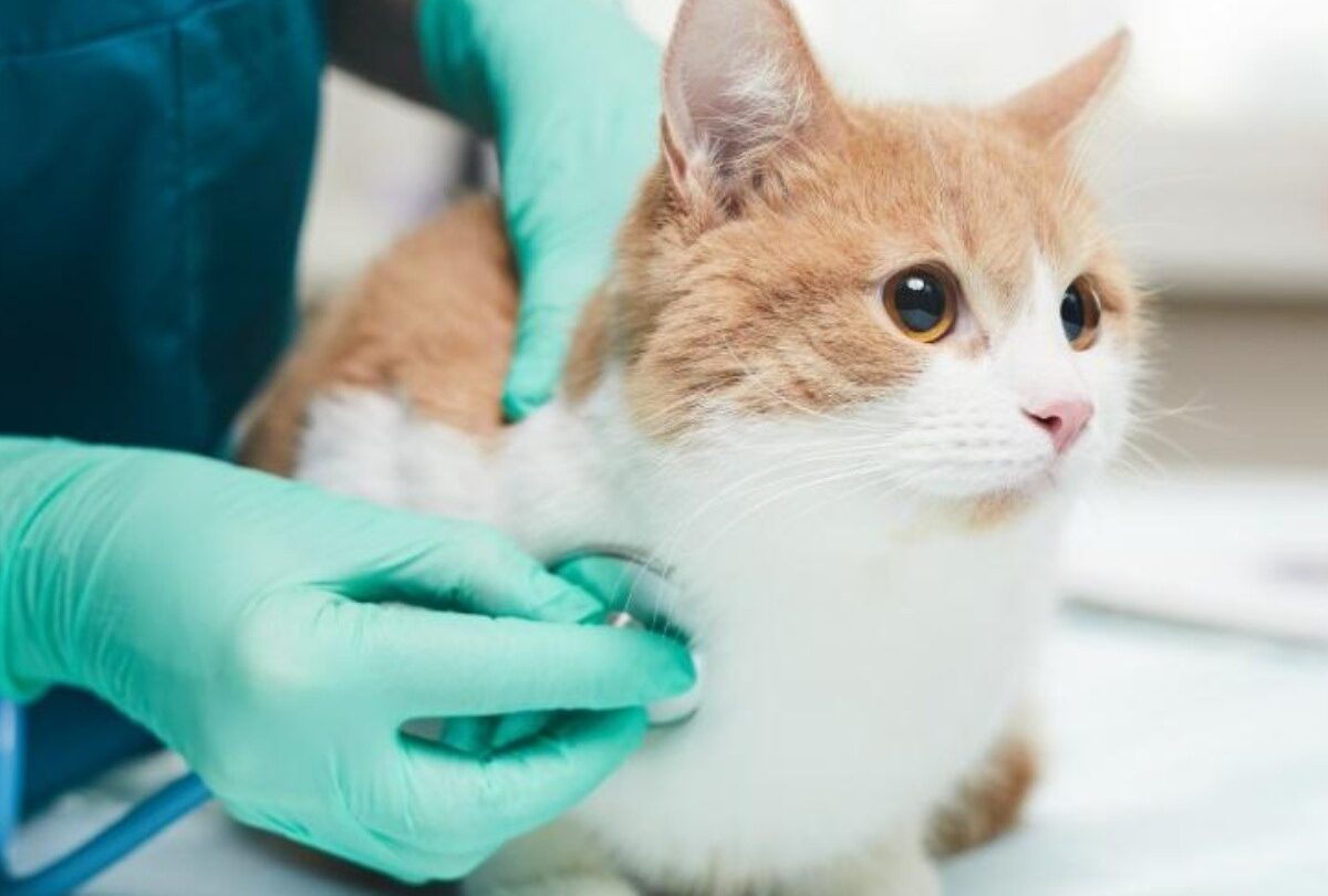 A qué edad se esteriliza un gato mitos y recomendaciones |